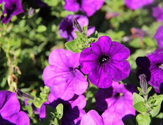 Petunia- Alderman (Violet)