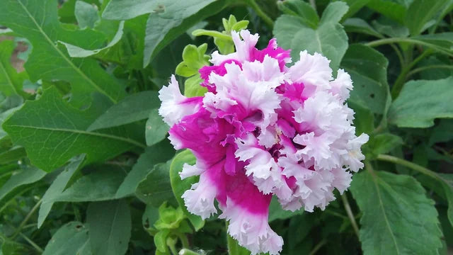 Petunia- Greetings from Jaromere