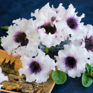 Petunia- Superbissima Alba