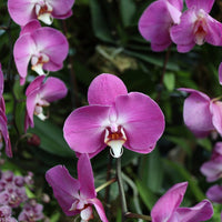 Butterfly (Butterfly scientific name) for planting in garden