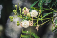 Heirloom River Tamarind Flower Seeds, Non-GMO Fast-Growing Blooms for Shade and Garden Planting for planting in home garden