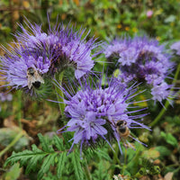 Phacelia- Lavender Blue