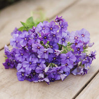 Phlox- Beauty Blue
