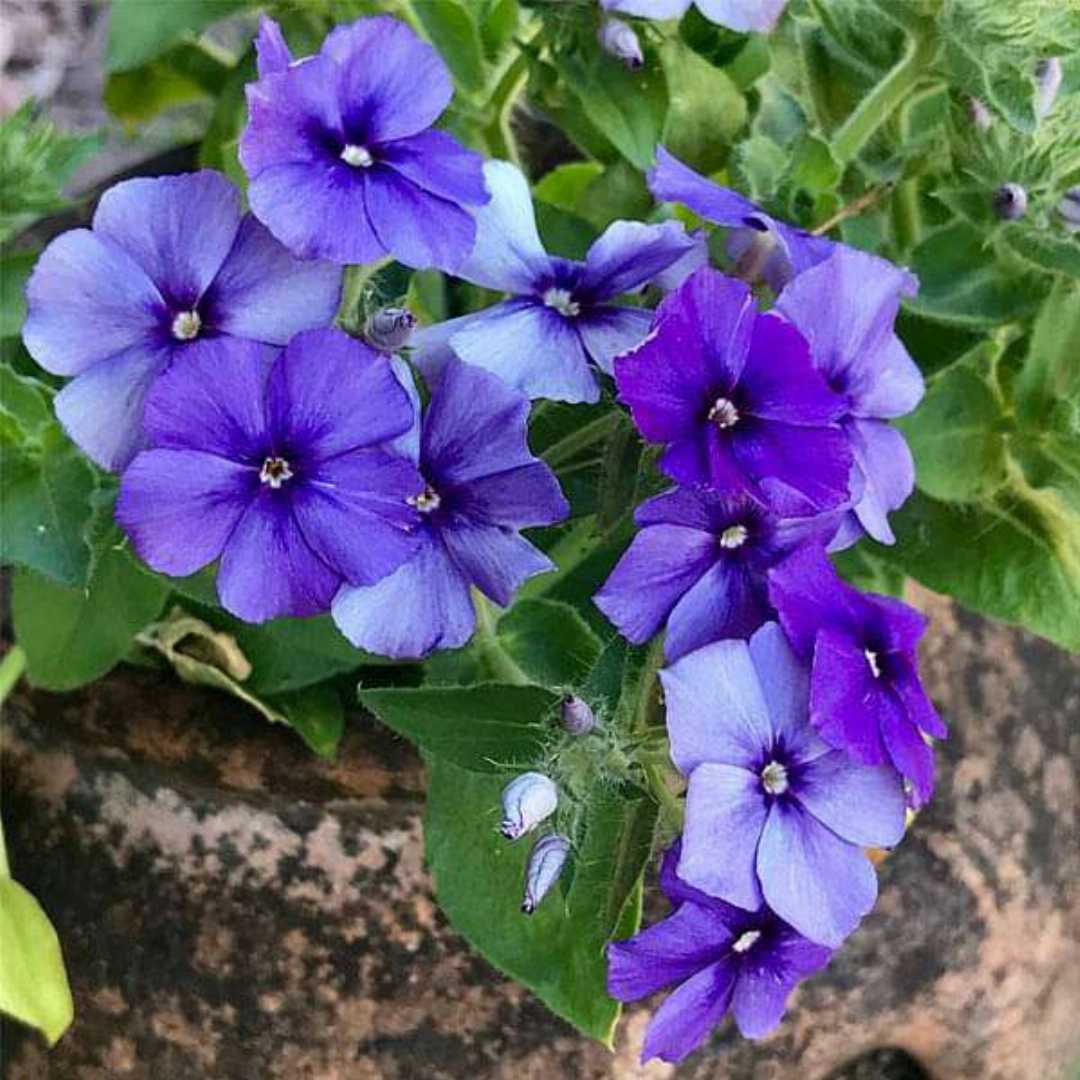 Phlox- Beauty Blue