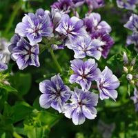 Phlox Drummondii Flower Seeds