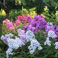 Tall Hybrid Phlox Mixture
