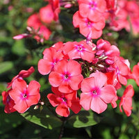 Starfire Phlox