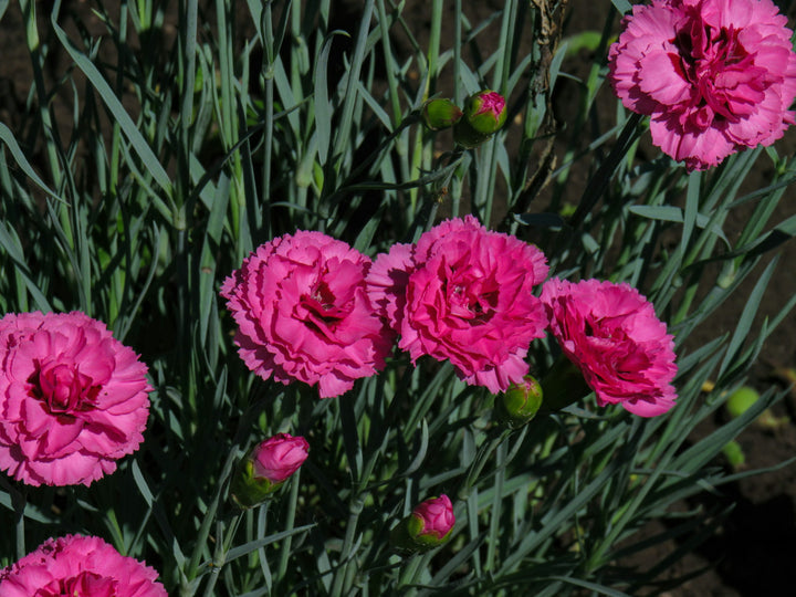 Carnation Flower Seeds for Planting 100