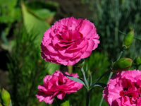 Carnation Flower Seeds for Planting 100 - Flower for planting in home garden