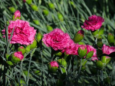 Carnation Flower Seeds for Planting 100