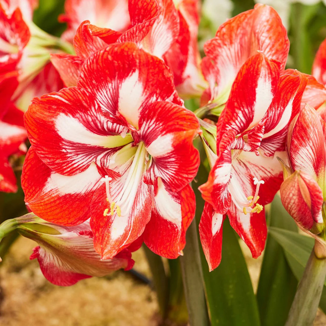 Red and White Delight Amaryllis Trio Seeds