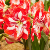 Red and White Delight Amaryllis Trio Seeds