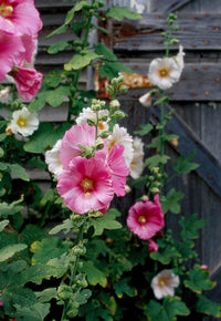 Hollyhock Pink Flower Seeds for Planting – Organic, Heirloom, Non-GMO Seeds
