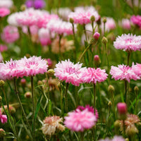 Cornflower- Pink Ball