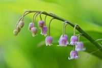 Pink Lily-of-the-Valley