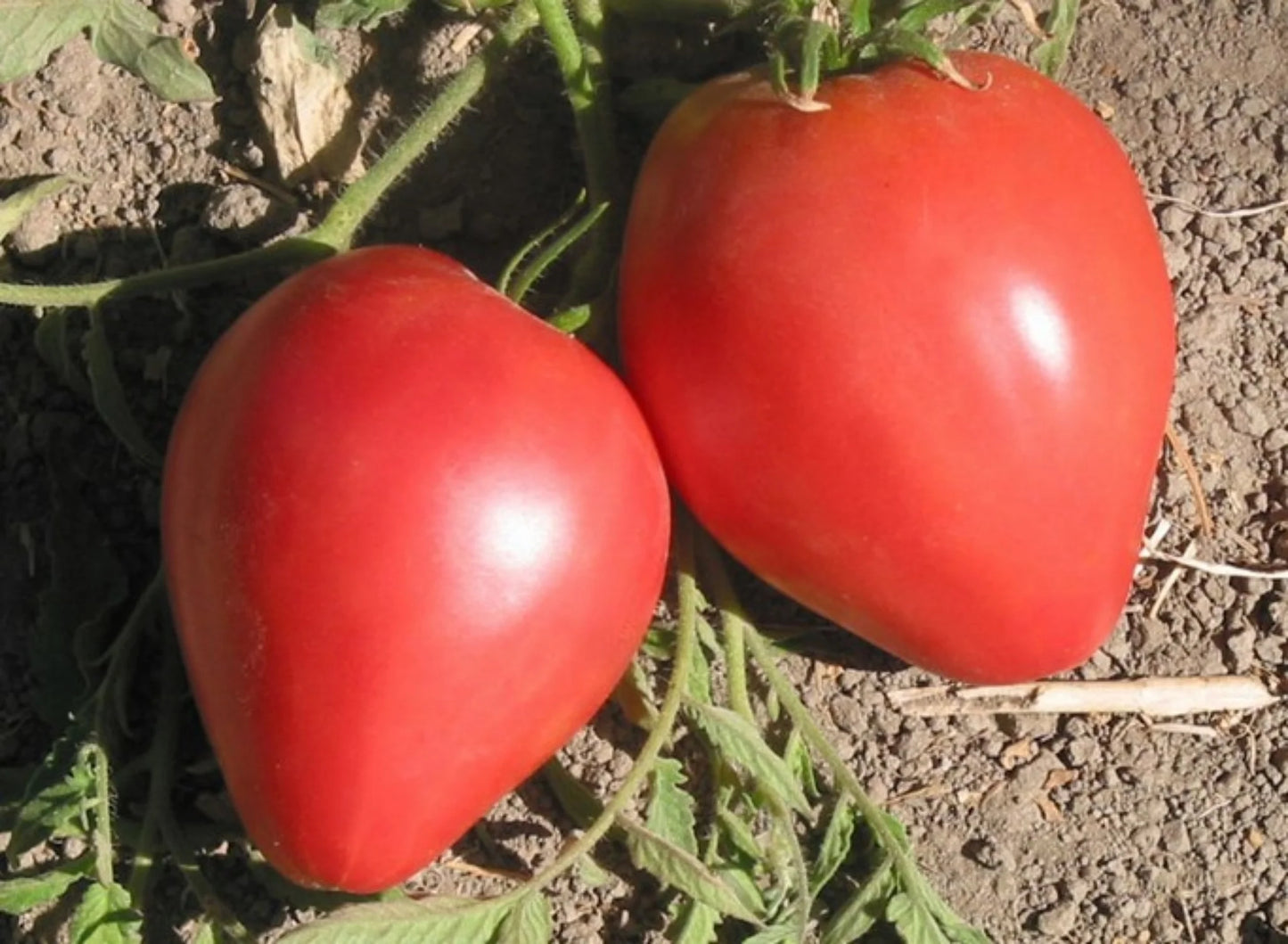 Tomato- Oxheart Pink