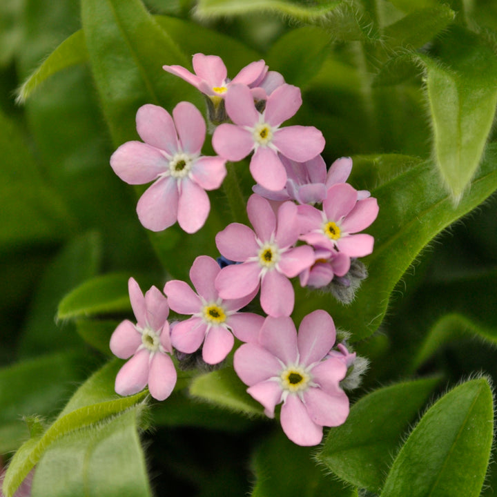 Heirloom Non-GMO Pink Myosotis Sylvatica Flower Seeds for Charming Cottage Garden Planting