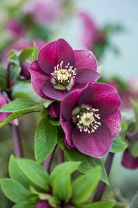 Fresco WOW! Hellebores