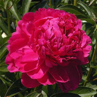 Paul M Wild Peony