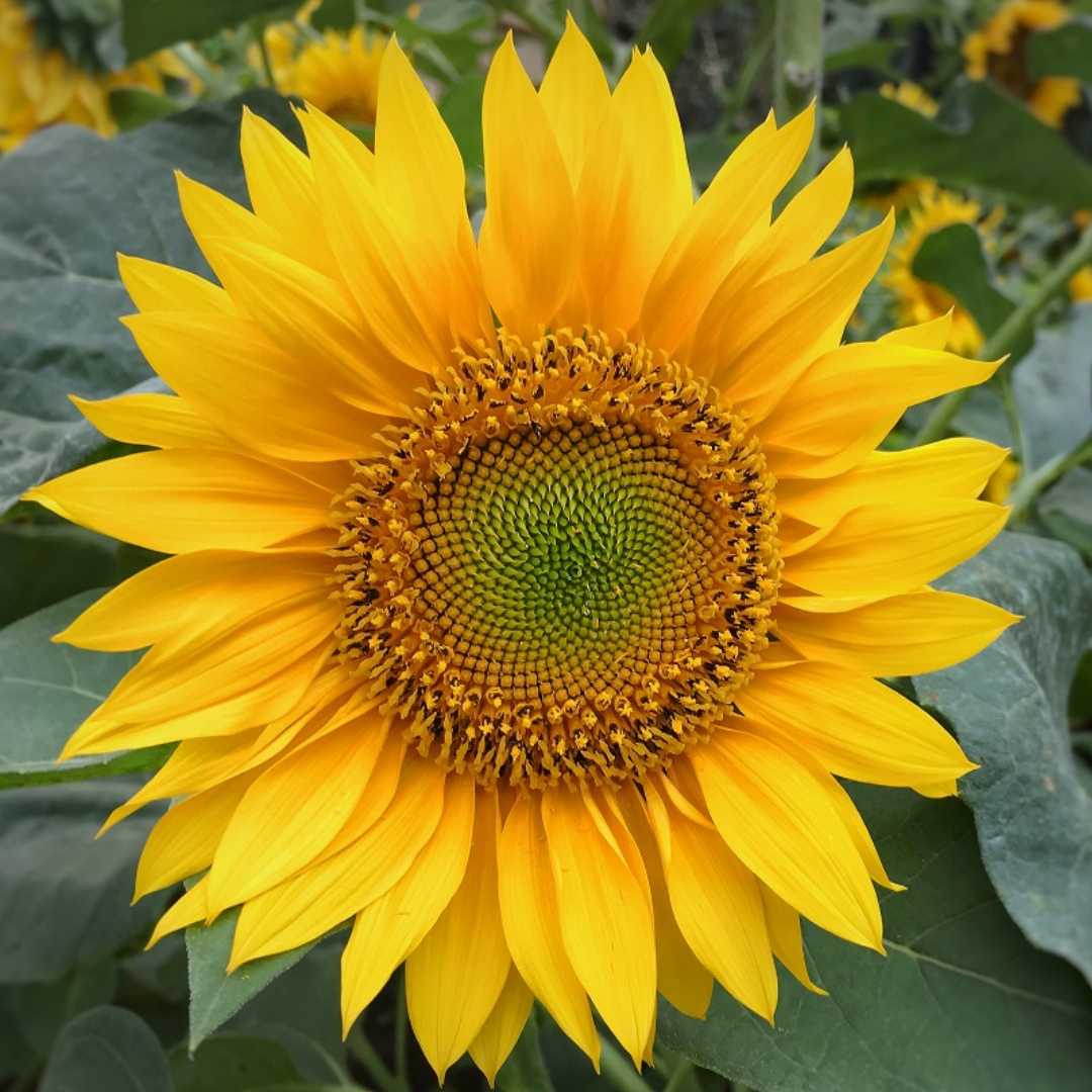Sunflower- Giant Russian