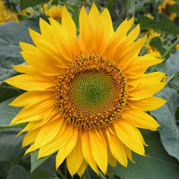 Sunflower- Giant Russian