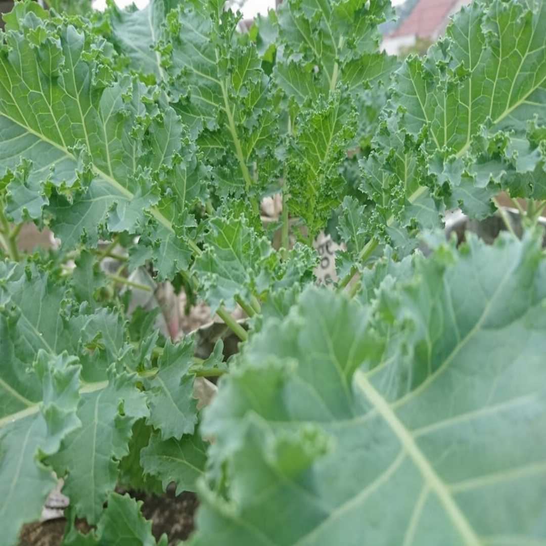 Siberian – Kale Seed