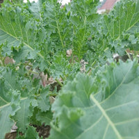 Siberian – Kale Seed