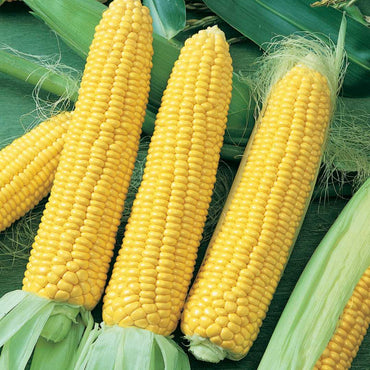 Sweet Corn Hybrid Vegetable Seeds