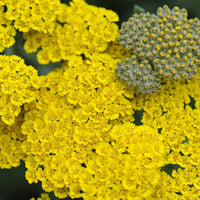 Heirloom Non-GMO Achillea Flower Seeds for Planting – Drought-Tolerant Medicinal and Ornamental Blooms