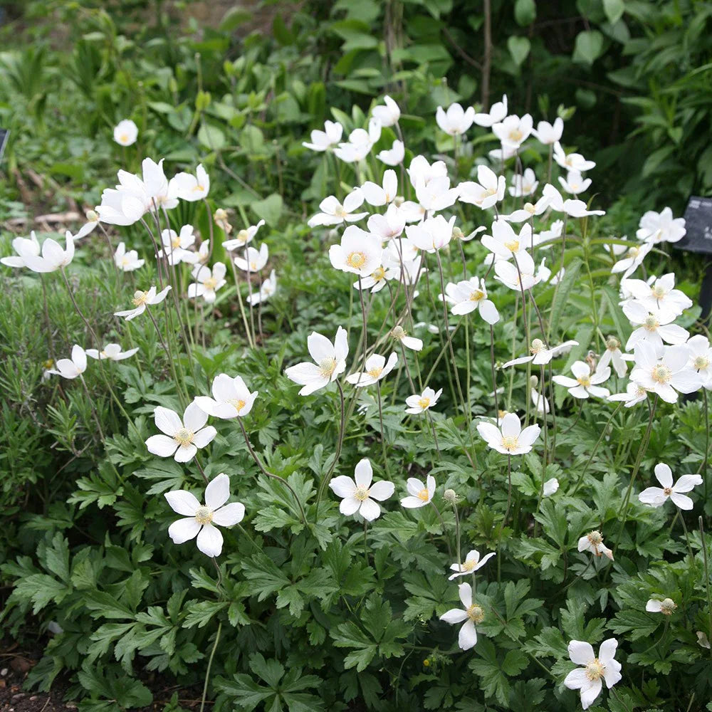 Snowdrop Anemone