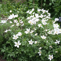 Snowdrop Anemone