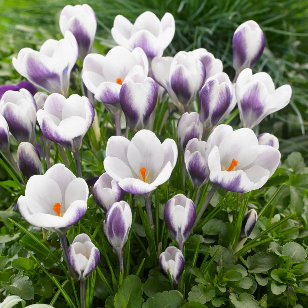 Snow Crocus- Prins Claus