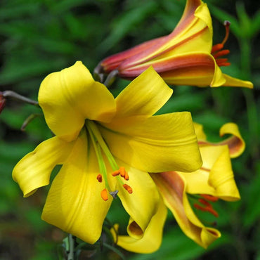 Heirloom Hippeastrum Flower Seeds for Planting 100