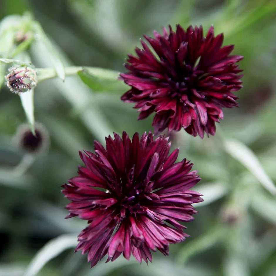 Cornflower- Black Ball