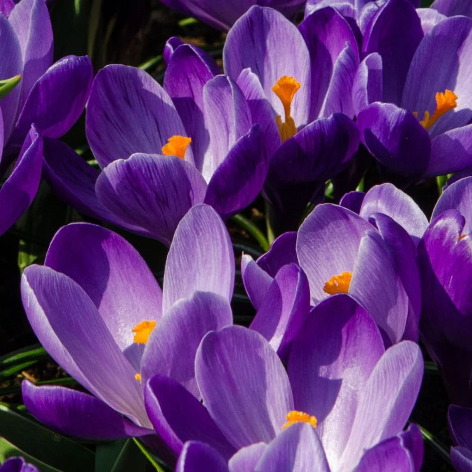 Remembrance Giant Dutch Crocus Seeds