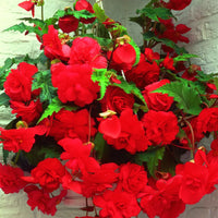 Red Glory Hanging Basket Begonia