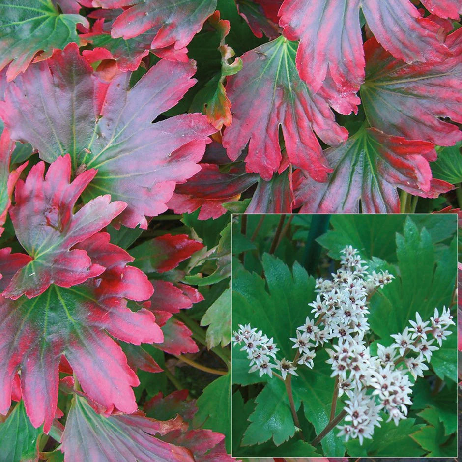 Crimson Fans Mukdenia