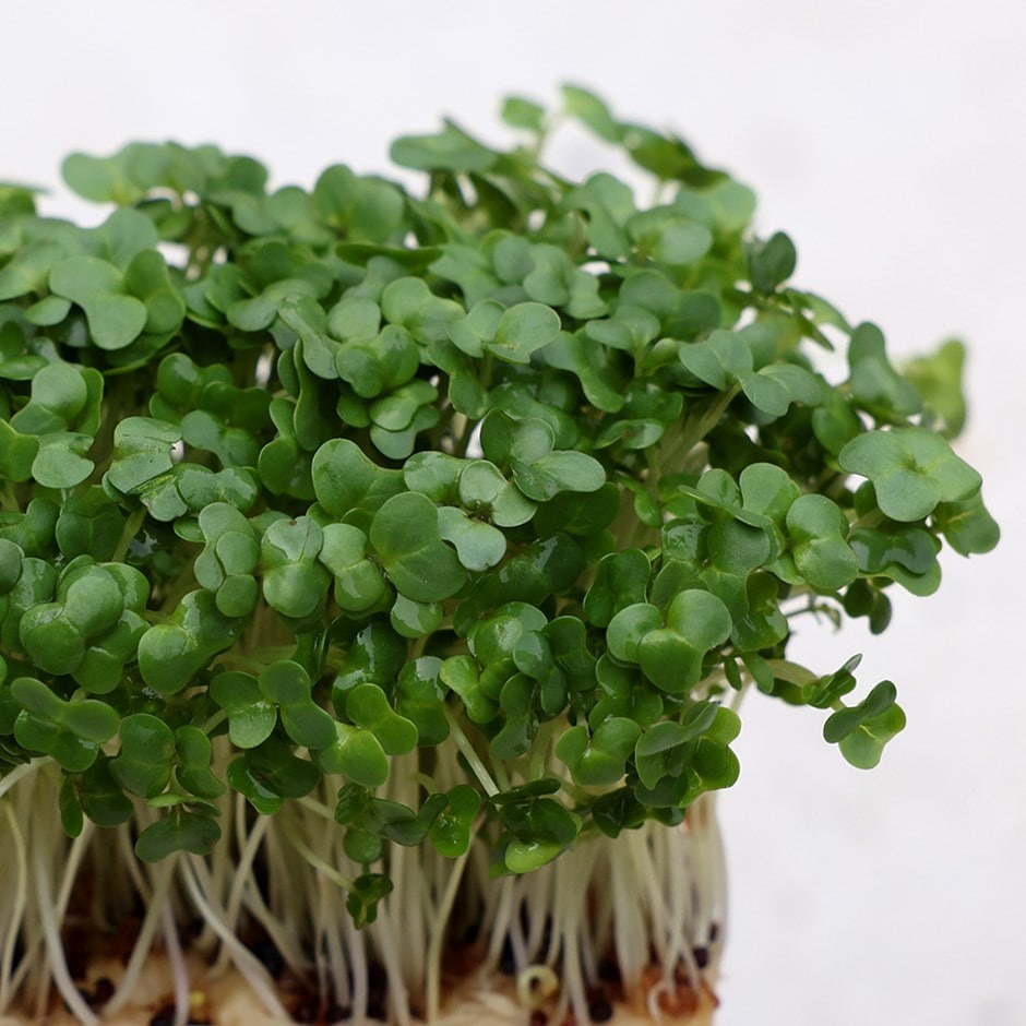 Cress Plant Seeds for planting in home garden