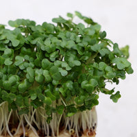 Cress Plant Seeds for planting in home garden