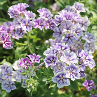 Phlox Drummondii Flower Seeds