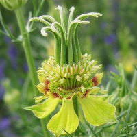 Nigella- Transformer