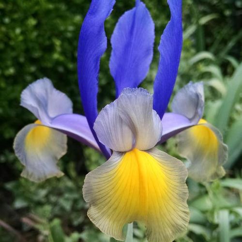 Dutch Iris- Miss Saigon