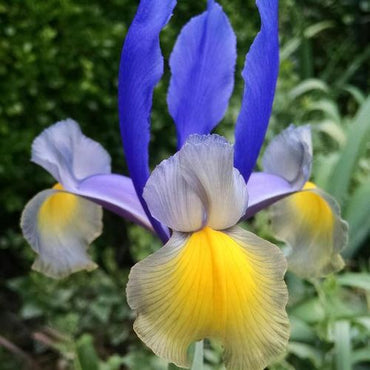 Dutch Iris- Miss Saigon