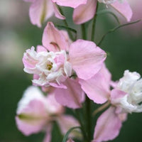 Fancy Pink with White Bee – Larkspur Seed