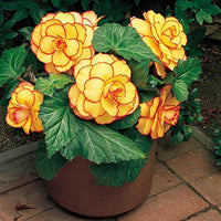 Yellow-Red Picotee Begonia
