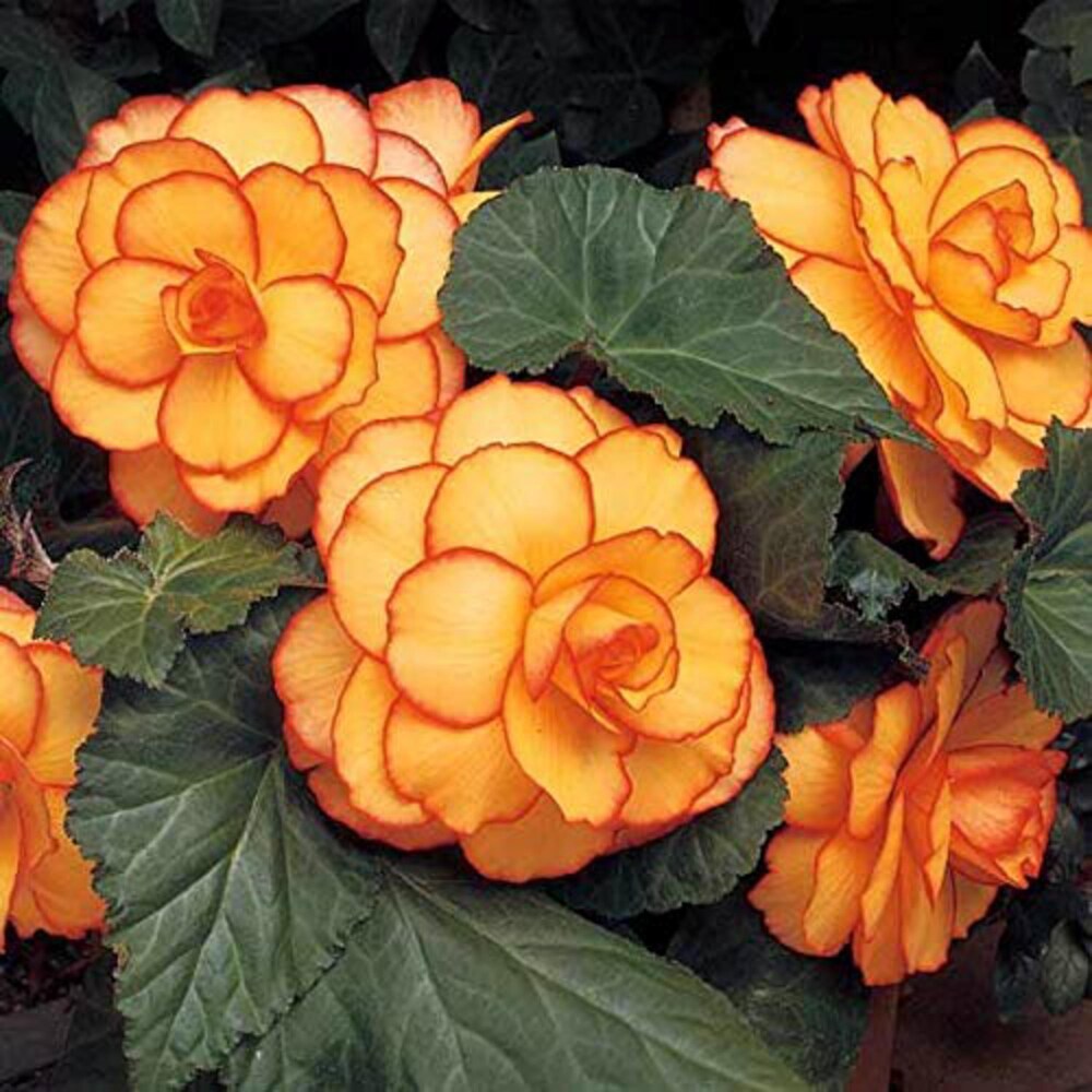 Yellow-Red Picotee Begonia