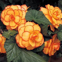 Yellow-Red Picotee Begonia