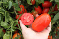 Plum Regal – Tomato Seed