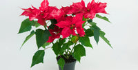 Poinsettia Euphorbia Flower Seeds – Heirloom, Non-GMO Flower Seeds for Planting - Euphorbia for planting in home garden