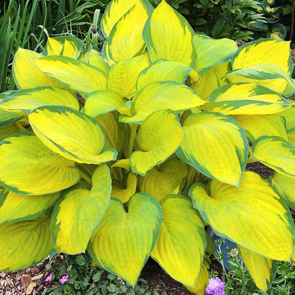 Gold Standard Hosta